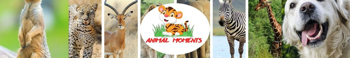 Animal Moments